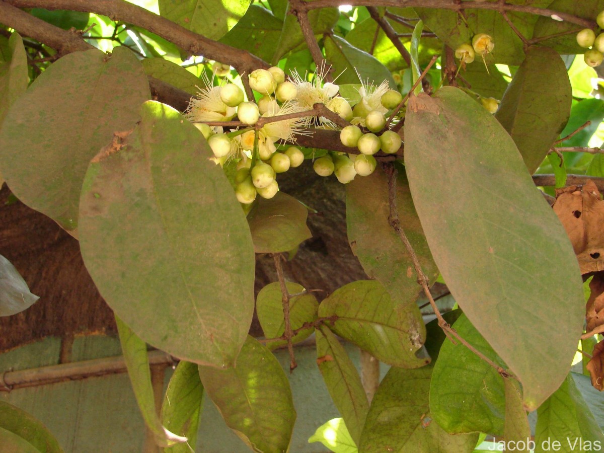 Syzygium samarangense (Blume) Merr. & L.M.Perry